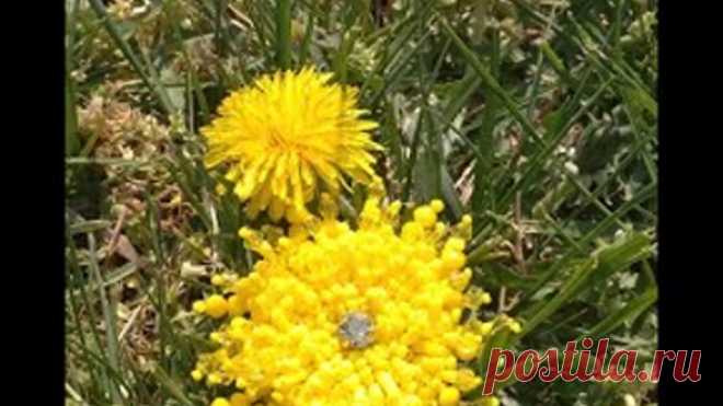 Видео урок № 3. Брошь одуванчик...Brooch dandelion from beads.