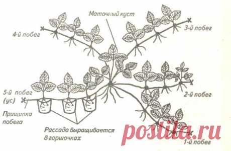 Как правильно выращивать землянику - клубнику | vparnike.ru