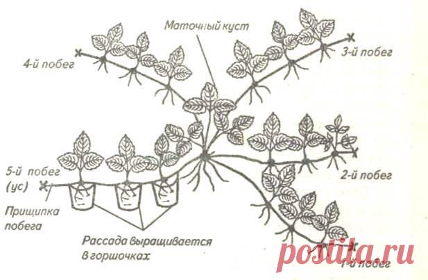 Как правильно выращивать землянику - клубнику | Vparnike.ru