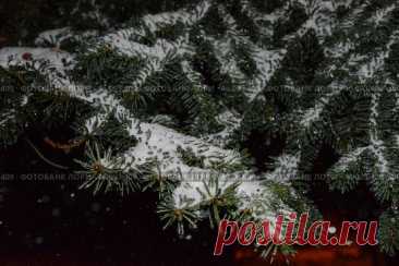 A snow covered coniferous tree branches Стоковое фото, фотограф Ilaronsia / Фотобанк Лори