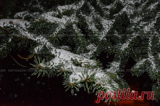 A snow covered coniferous tree branches Стоковое фото, фотограф Ilaronsia / Фотобанк Лори