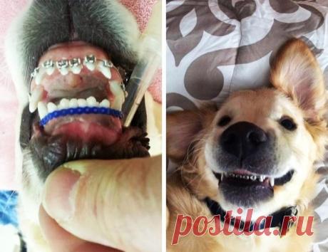 27 вещей, которых вы наверняка еще не видели Даже если вам порой кажется, будто вы уже видели все на свете, достаточно заглянуть в интернет, чтобы убедиться, что этому миру все еще есть чем вас удивить.Брекеты для собакиИз-за неправильного полож...