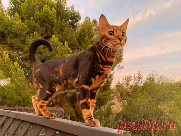 Причуды природы в окрасах и внешности любимых питомцев – 18 красивых фото - Уши, лапы, хвост - медиаплатформа МирТесен