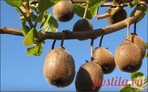 Как выбрать Хороший Киви и какая от него Польза?
С ботанической точки зрения киви является ягодой.  Под тонкой кожицей находится светло зеленая мякоть с темными махонькими семечками вокруг белой ткани – колумеллы. Не пугайтесь мутации...
Читай дальше на сайте. Жми подробнее ➡