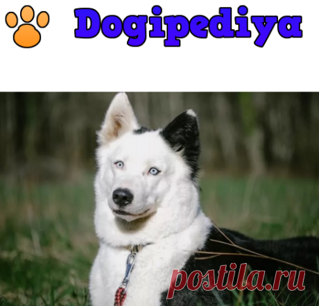 Якутская лайка − фото собаки, характеристика породы, цена щенка