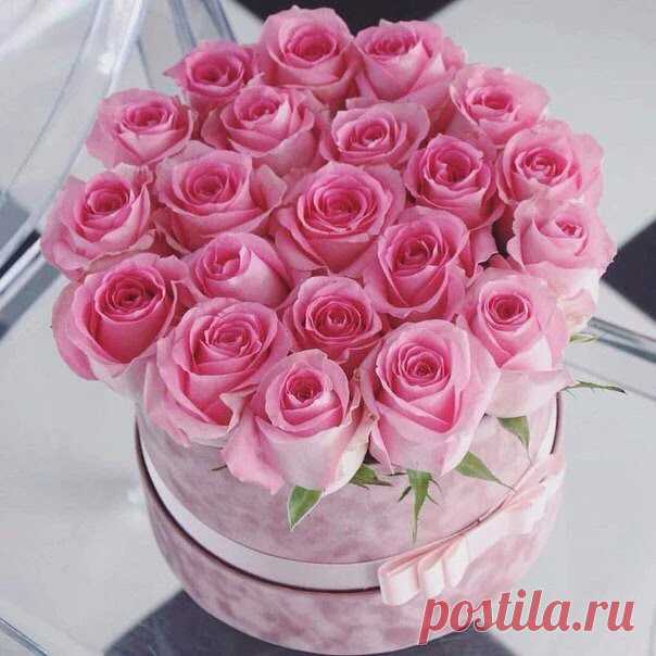 РОЗОВЫЕ РОЗЫ