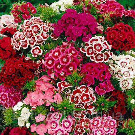 Dianthus barbatus Mix - купить по лучшей цене в Мелитополе от компании "Цветочный Рай" - 336342172