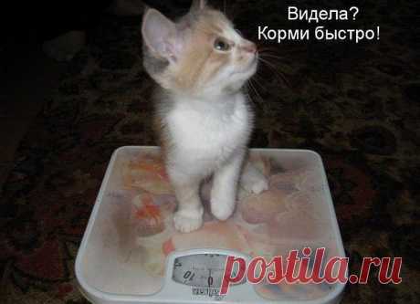 Корми быстро