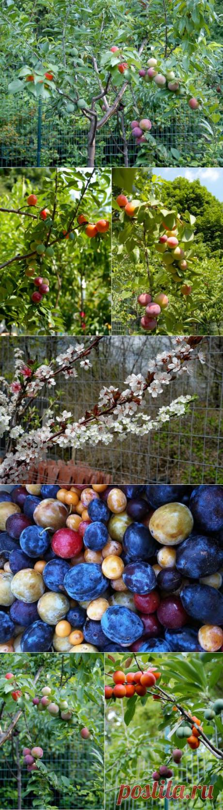 В США вырастили дерево, которое дает целый год 40 разных плодов | Самоцветик