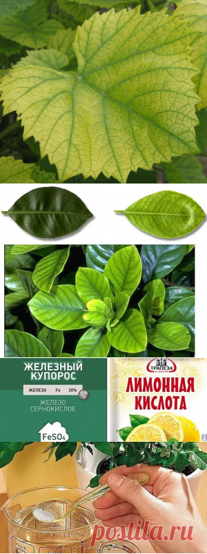(76) Одноклассники