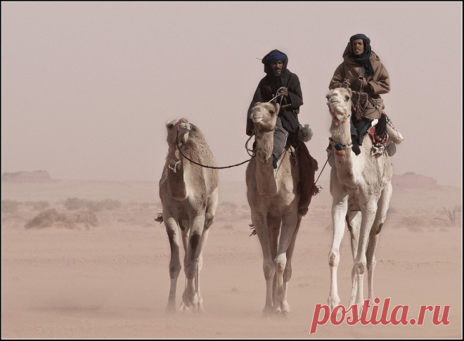 Как кочуют бедуины - Путешествуем вместе