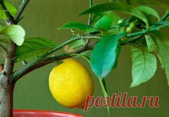 Как ухаживать за лимоном в домашних условиях — AgroFlora.ru