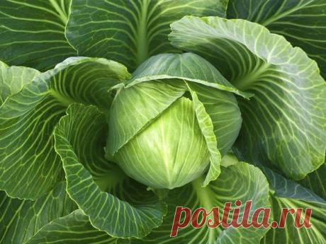 CАД И ОГОРОД | Записи в рубрике CАД И ОГОРОД | Дневник justvitek