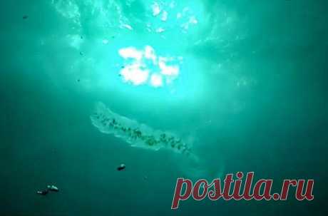Дайвер снял на видео гребневика, одного из самых древних морских существ