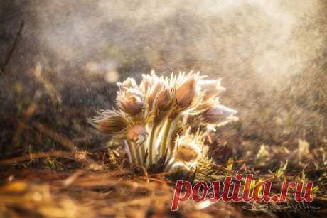 Прострел желтеющий. Средний Урал, Россия. Автор фото – Сергей Гарифуллин: nat-geo.ru/photo/user/162554/