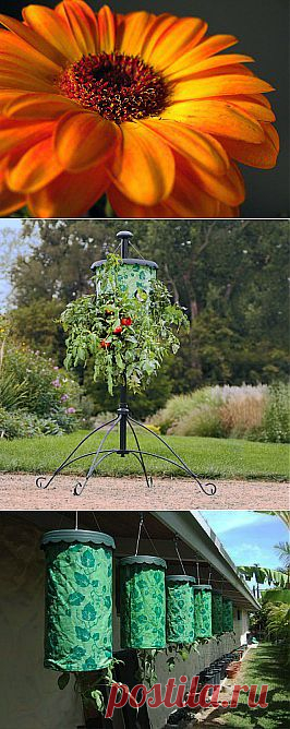 ОГОРОД ВВЕРХ ТОРМАШКАМИ ИЛИ ВЫРАЩИВАНИЕ РАСТЕНИЙ В ПЕРЕВЕРНУТОМ ВИДЕ. | Самоцветик