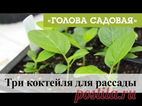 Голова садовая - Три коктейля для рассады