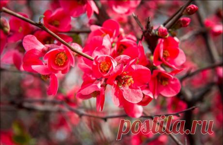 В Крыму цветет японская айва