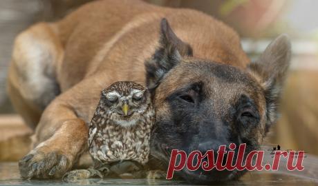 Такая милая дружба пса и совушки • НОВОСТИ В ФОТОГРАФИЯХ