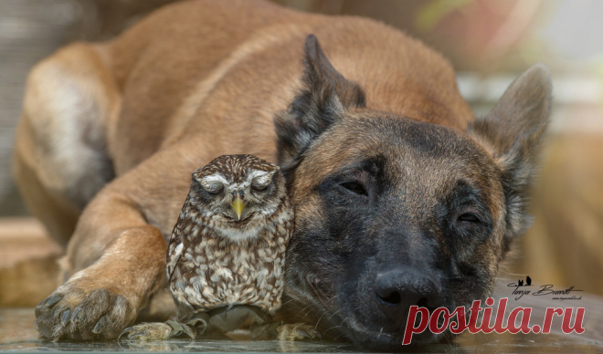 Такая милая дружба пса и совушки • НОВОСТИ В ФОТОГРАФИЯХ