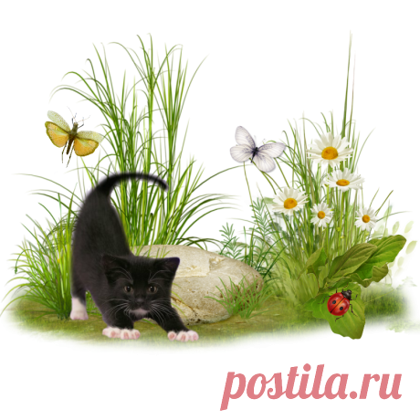 Black Kitten