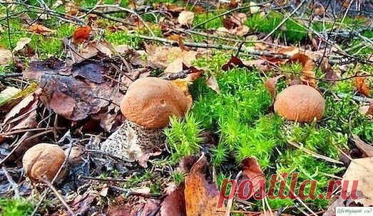 KAЛEHДAPЬ ГPИБHИKA