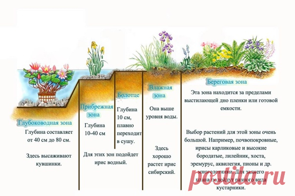 Варианты оформления садовых прудиков растениями