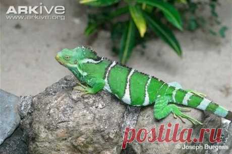 arkive wildlife: 1 тыс изображений найдено в Яндекс Картинках