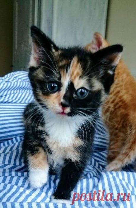 Прикольных котов пост - ЯПлакалъ