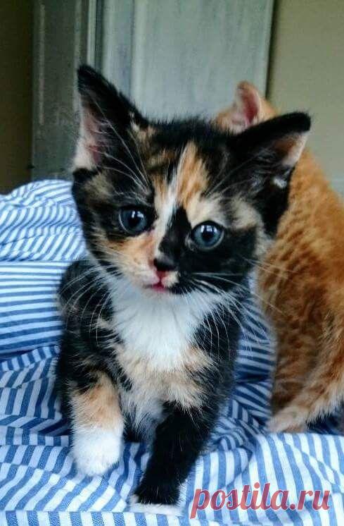 Прикольных котов пост - ЯПлакалъ