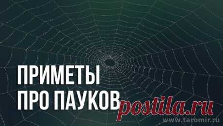 Паук в доме: что сулят приметы