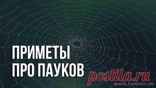 Паук в доме: что сулят приметы