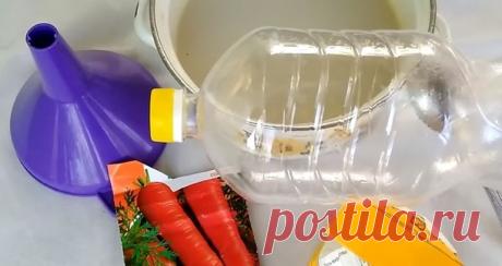 Хитрая посадка моркови: семена, бутылка — и корнеплоды даже прореживать не нужно