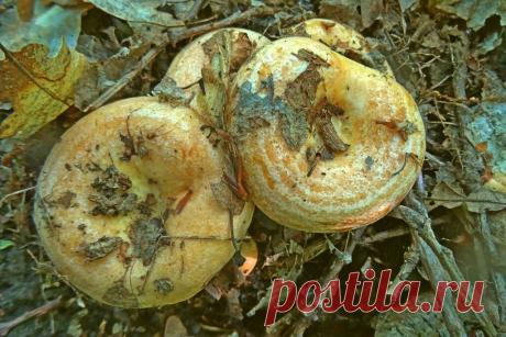 За что прозвали их груздями? Топ 3 "недогруздей" средней полосы | Это грибы! | Яндекс Дзен