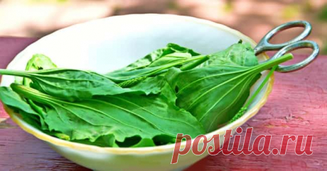 От гастрита нужно нарвать подорожник. Лечение простое и надежное, о боли забудете надолго! - CELEBNIK. RU Предлагаю помощь тем, кто страдает от  гастрита. Чтобы предотвратить его развитие, снять...