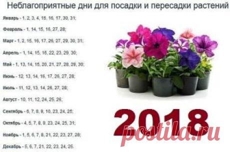 5 БАБУШКИНЫХ СОВЕТОВ ДЛЯ ЦВЕТОВ

Совет 1.
Зимой и осенью цветы нужно поливать утром. Летом и весной – вечером.

Совет 2.
Опрыскивать цветы нужно рано утром или вечером. В опрыскиватель заливают горячую воду, при распылении она остывает.

Совет 3.
Секрет яркой и сочной окраски листьев – в опрыскивании с добавлением камфарного спирта. Приблизительно 2-4 капли на 1 литр воды.

Совет 4.
Подкормка комнатных растений. Сколько существует всяческих удобрений и советов по их примен...