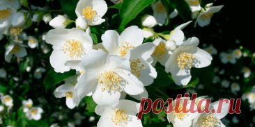 Как вырастить жасмин из семян