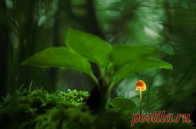 35PHOTO - Геннадий - Дюймовочкины миры