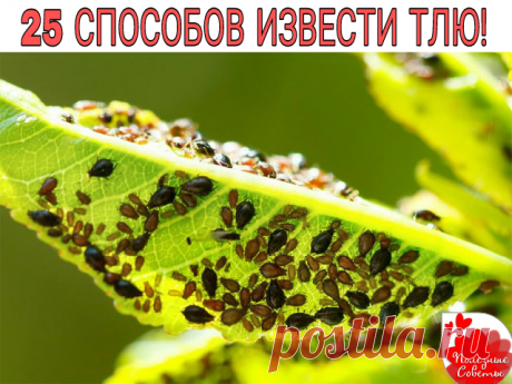 25 СПОСОБОВ ИЗВЕСТИ ТЛЮ!!!

1. Водкой. Для обработки пойдет самая дешевая. Все, что нужно, так это налить ее в пульверизатор и опрыснуть растения.
2. Кока-колой. Использовать так же, как и водку.
3. Хозяйственным мылом: 200 г растворить в 10 л воды.
4. Нашатырем: 1 ст. ложку развести в 10 л воды.
5. Кальцинированной содой: 1 ст. ложку растворить в 1 л воды. Добавить 40 г хозяйственного мыла.
6. Золой: 200–300 г залить 5 л крутого кипятка, остудить, процедить, добавить 20 г...