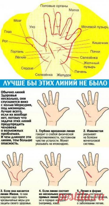 Как определить болезни по ладони. | Секреты здоровья