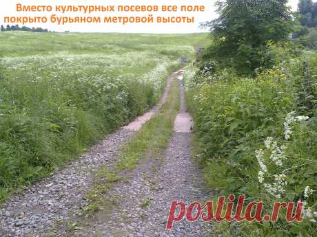 а это наш проспект летом, а зимой здесь снегу по самое не балуйся и ходим только по железной дороге...