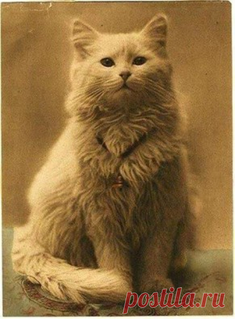 САМАЯ ПЕРВАЯ ФОТОГРАФИЯ КОТА (1880 - 1890гг) / Facebook