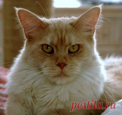 Cute&Cool Pets 4U: Фотографии кошек мейн-кун