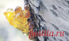 ПЛАЧ деревьев.(КАМЕДЕТЕЧЕНИЕ)