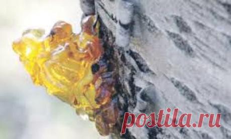 ПЛАЧ деревьев.(КАМЕДЕТЕЧЕНИЕ)