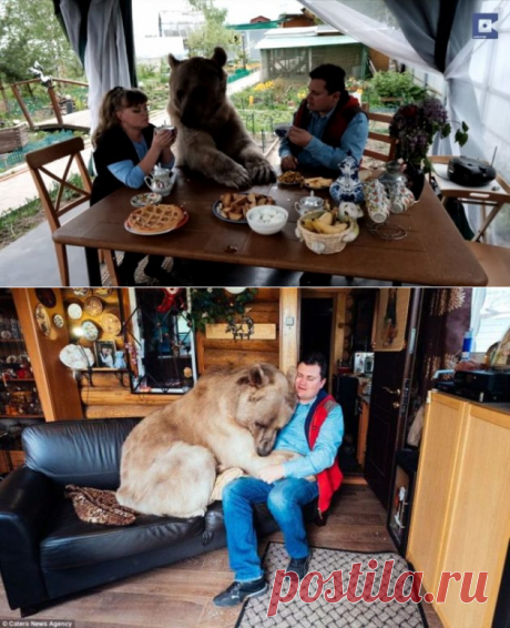 Уже 20 лет медведь живёт в обычной семье. Как же он до сих пор не разорвал своих хозяев? - be1issimo.ru