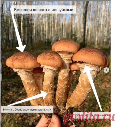 Пять видов опят, которые нужно знать в "лицо". | Дневник грибника. | Яндекс Дзен