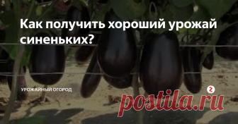 Как получить хороший урожай синеньких? Чтобы получить хороший крупный и не поврежденный вредителями урожай синеньких, следуйте моим проверенным советам и все обязательно получится.
1) Я всегда высаживаю баклажаны (синенькие) из рассады и сразу в открытый грунт. Так меньше риска того, что заведется паутинный клещ. Высаживаю рассаду 60 дневную, иногда дотягиваю ее до 80-ти дней (но, редко).
2) Сажать рассаду нужно через сантиметров 40, а