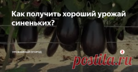 Как получить хороший урожай синеньких? Чтобы получить хороший крупный и не поврежденный вредителями урожай синеньких, следуйте моим проверенным советам и все обязательно получится.
1) Я всегда высаживаю баклажаны (синенькие) из рассады и сразу в открытый грунт. Так меньше риска того, что заведется паутинный клещ. Высаживаю рассаду 60 дневную, иногда дотягиваю ее до 80-ти дней (но, редко).
2) Сажать рассаду нужно через сантиметров 40, а