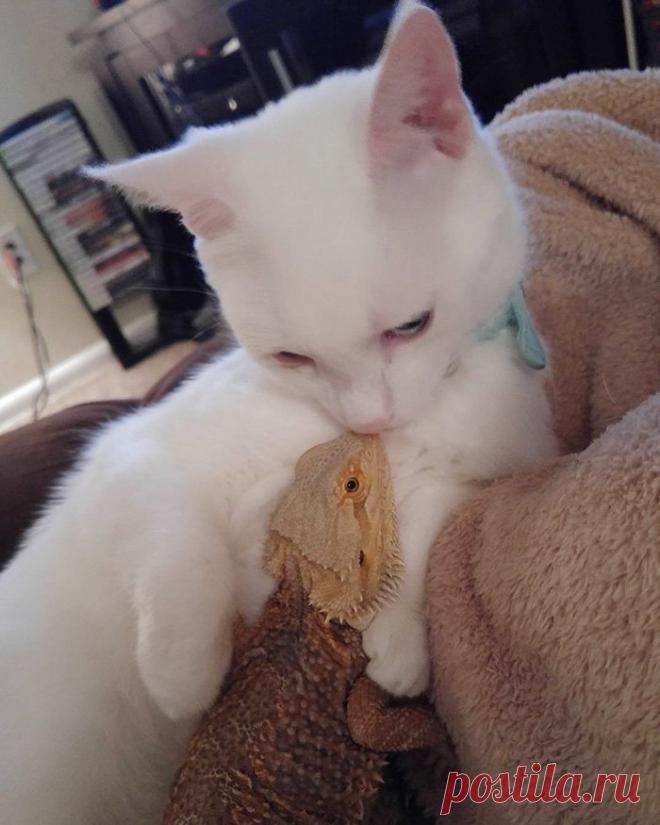 (239) Твиттер